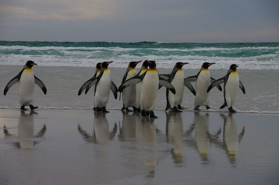 Pinguini nelle Isole Falkland