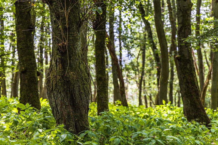 Presberg im Rheingau-Taunus-Kreis auf einem Bergrücken im westlichen Hintertaunus