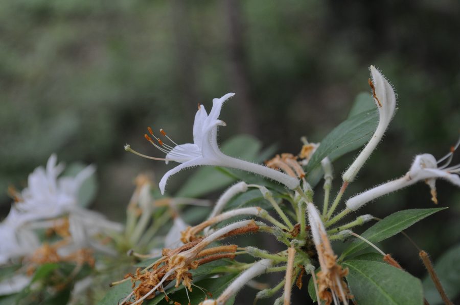 Azalea del Texas alla Winston 8 Ranch Tree Farm a Nacogdoches, Texas