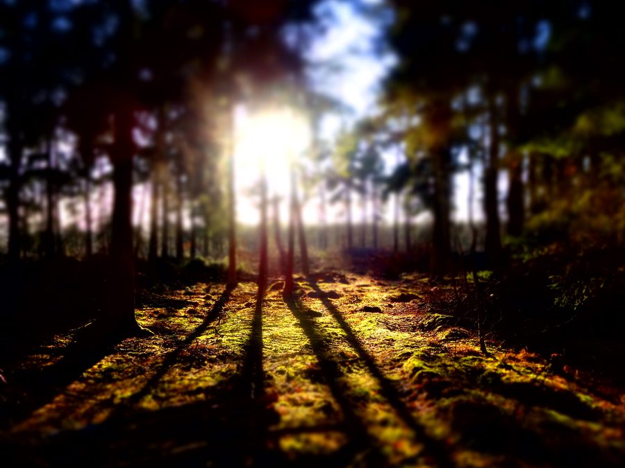 Wald bei Hemslingen im Landkreis Rotenburg (Wümme)