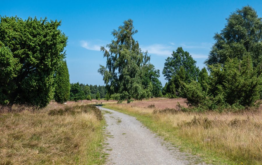 Heidelandschaft am Wilseder Berg in der Lüneburger Heide