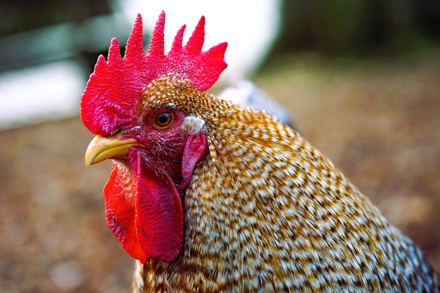 Pollo Welsumer