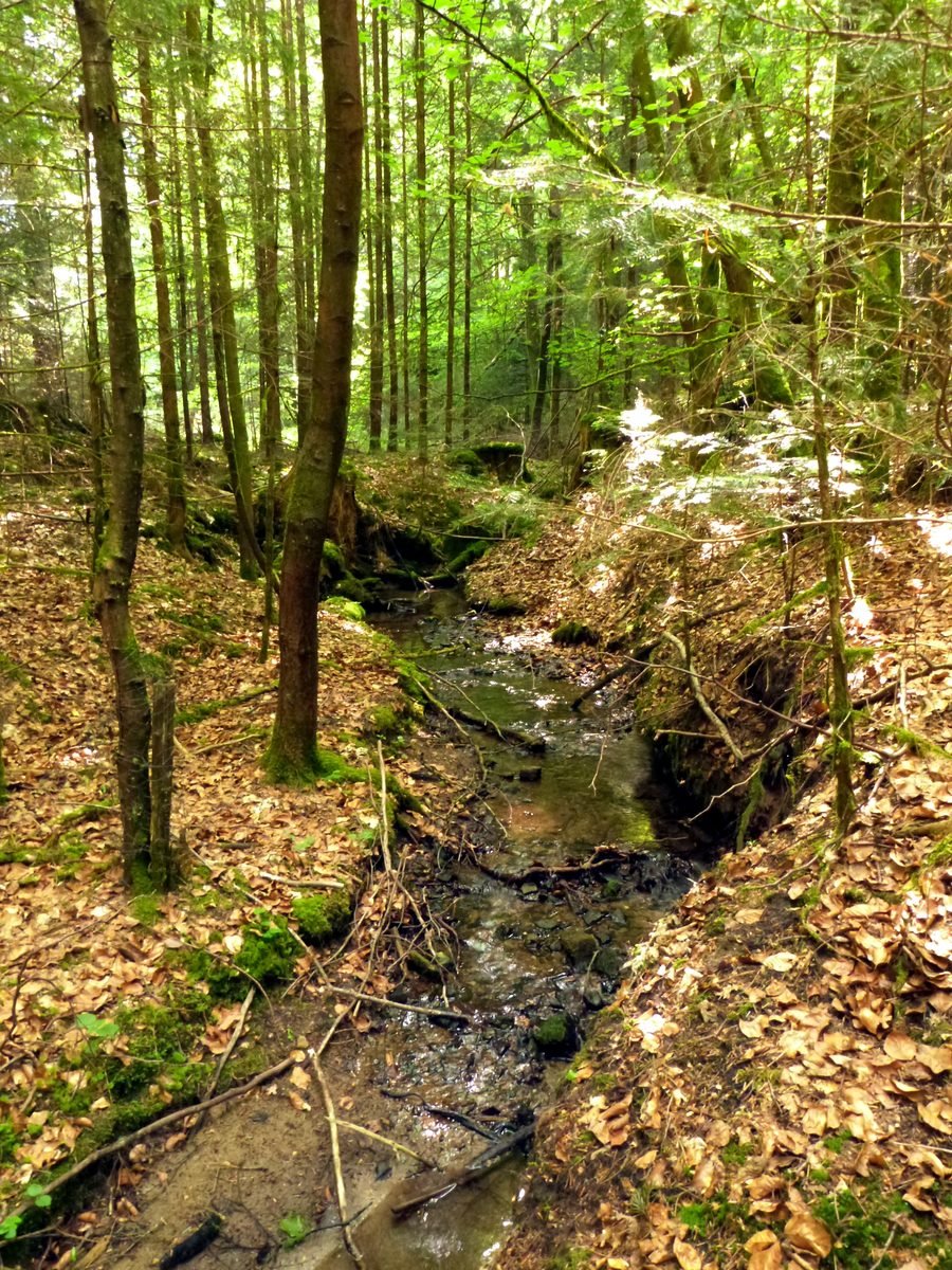 Enges bewaldetes Tal am Naturdenkmal Höllbrunnen im Großen Holz bei Jagstzell