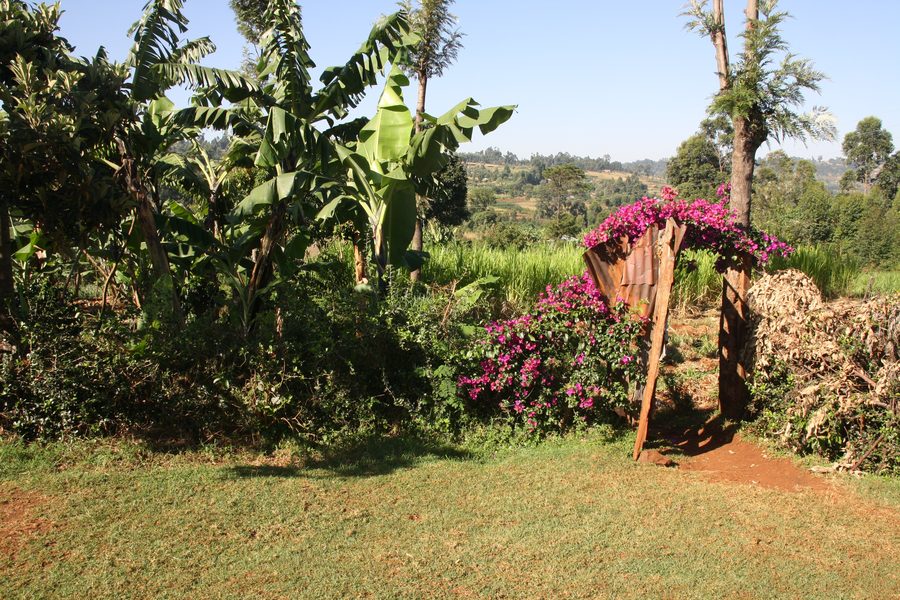Banana plantation near Kisii, Kenya