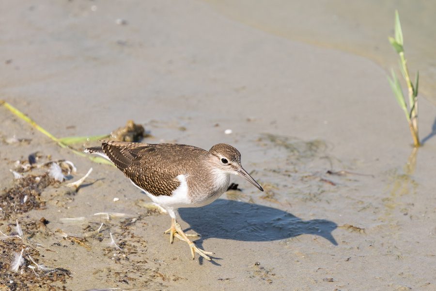 Piro-piro chiaro nella riserva naturale Rickelsbüller Koog nello Schleswig-Holstein