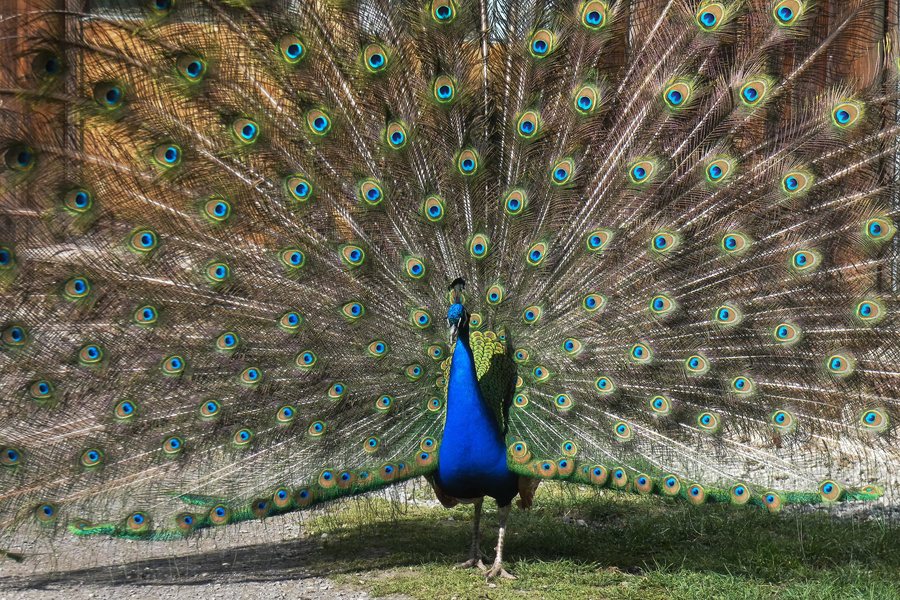 File:Wisentgehege Springe - Pfau.jpg