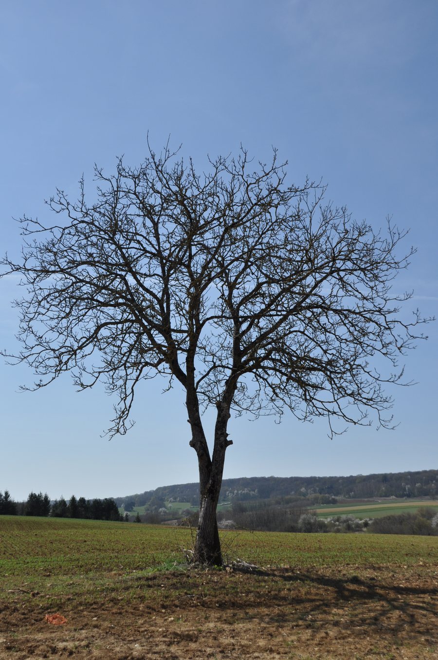 File:Charcenne - tree.JPG