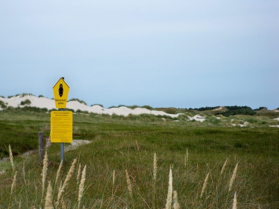 Dünenlandschaft im Naturschutzgebiet Amrumer Dünen nahe Süddorf