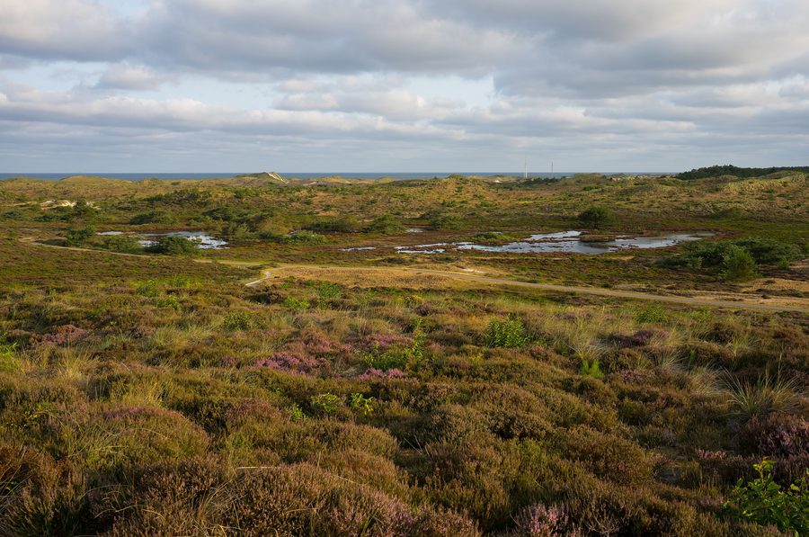 Area dunare vicino a Schoorl in Olanda Settentrionale