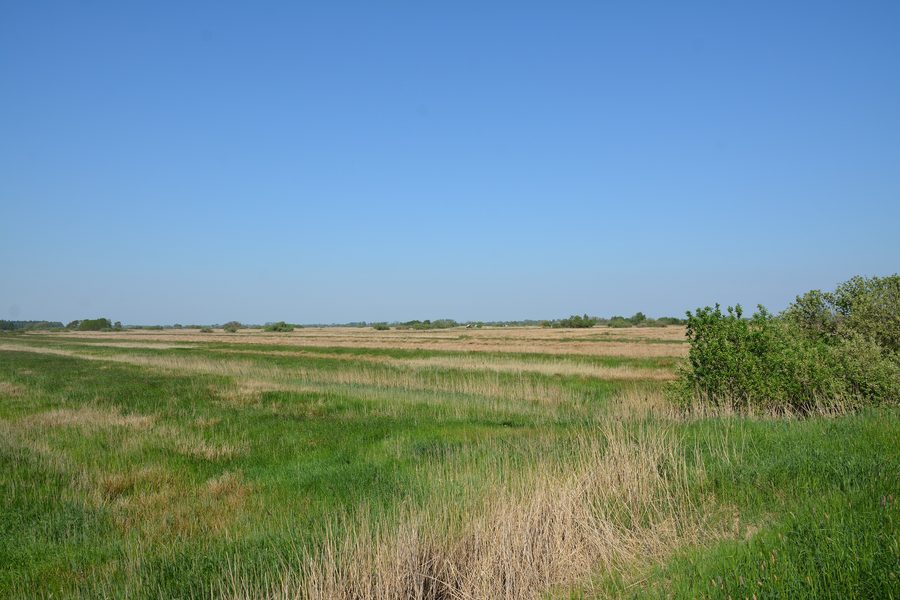 Paesaggio nella riserva naturale Lundener Niederung nel circondario di Dithmarschen