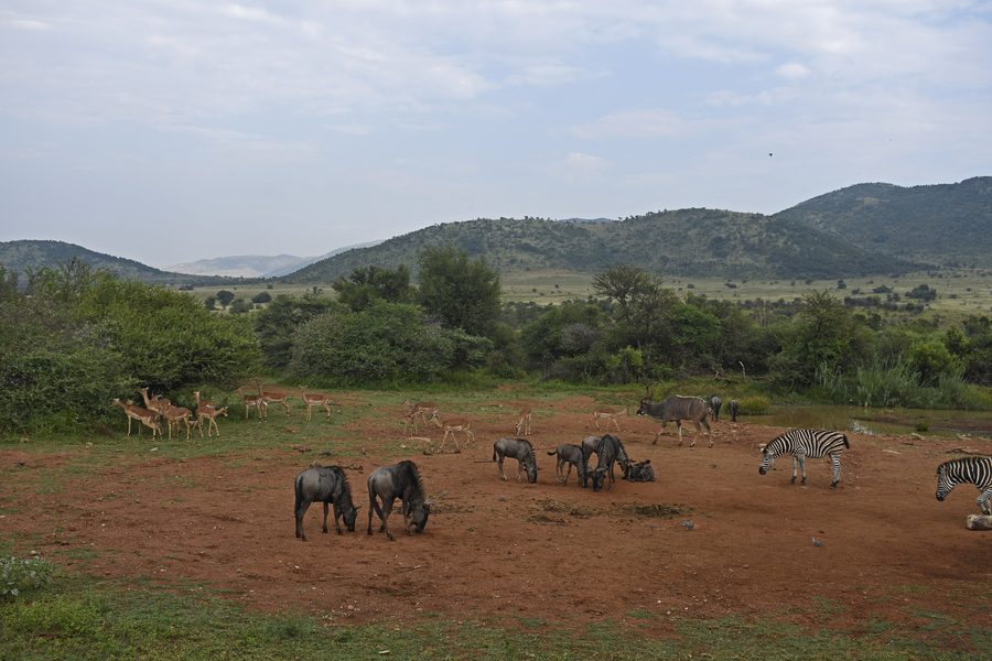 Animals seen from Pilanesberg Centre in Pilanesberg National Park, North West, South Africa