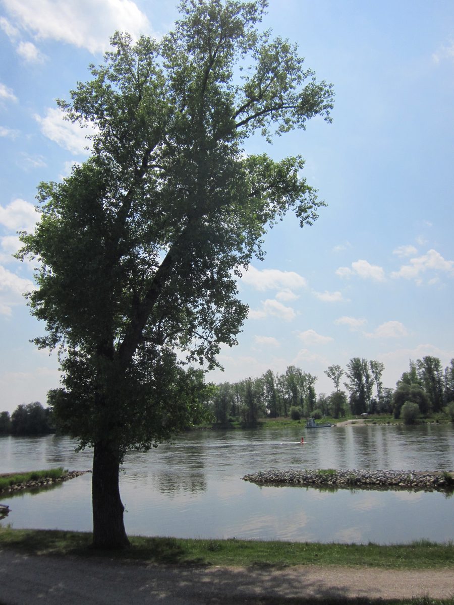 Danubio a Niederalteich con traghetto pedonale