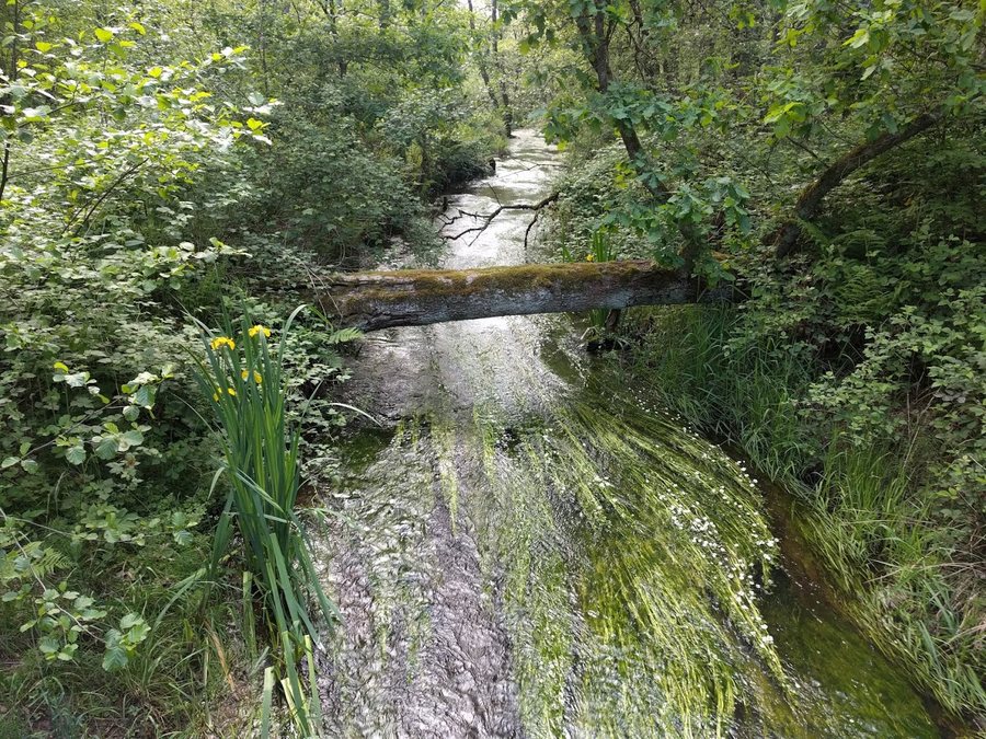 File:Rothenbach Sturzelbronn 2018-05-19.jpg