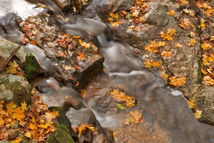 Bachlauf im Patapsco Valley State Park bei Baltimore, Maryland