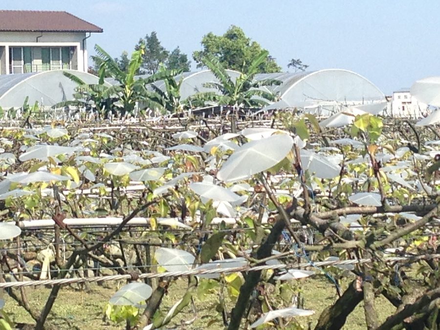 Top-grafted pear in Sanxing, Yilan, Taiwan.