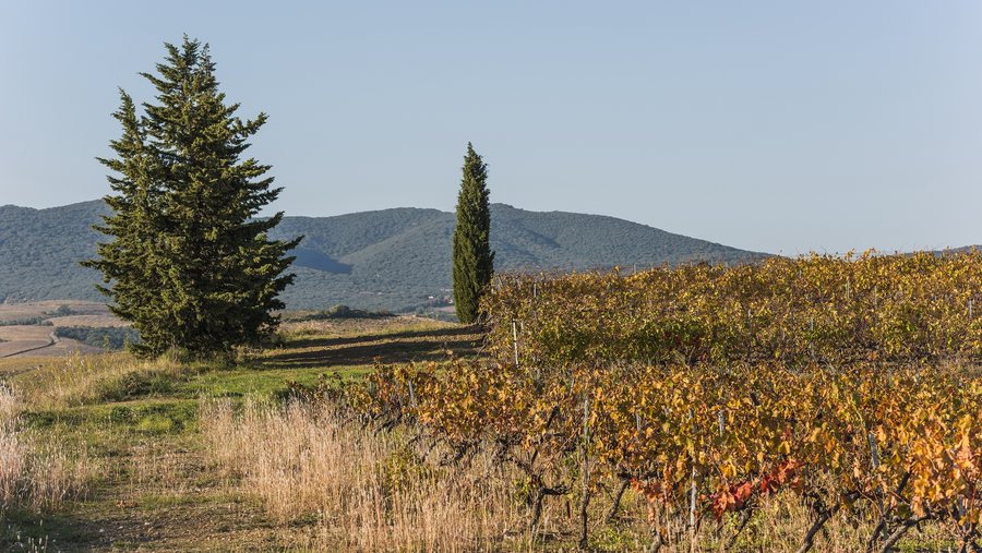 File:Vineyards and trees in Autignac 01.jpg