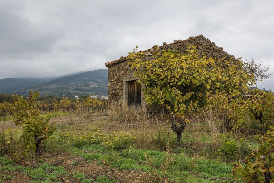 File:Mazet in vineyards. Cessenon-sur-Orb 02.jpg