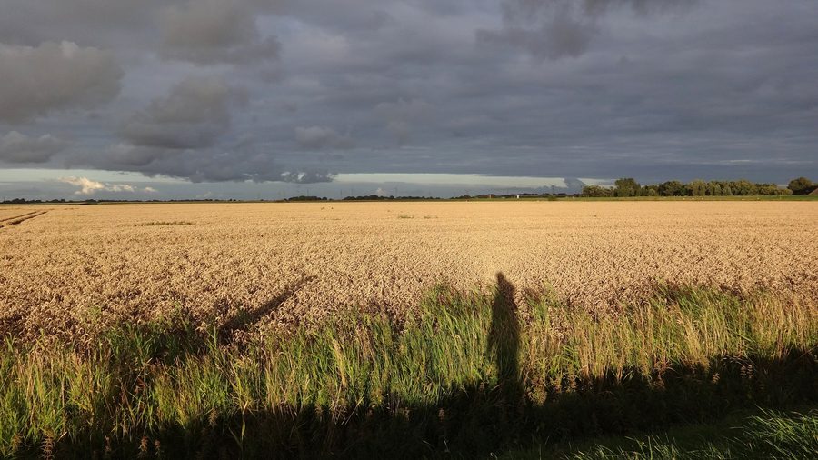 Abendstimmung im Koog zwischen den Deichen in Norderfriedrichskoog