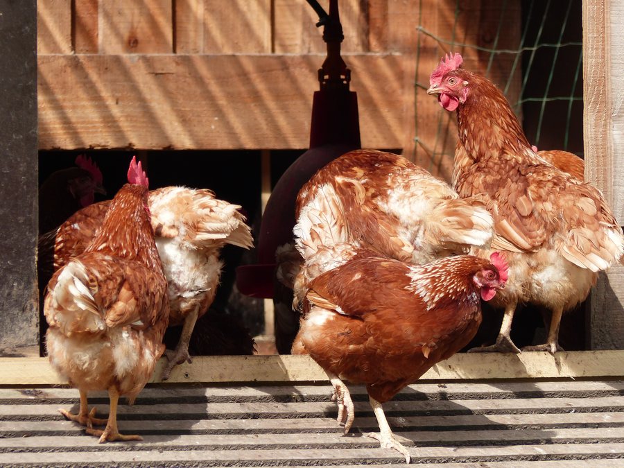 File:Poules en bio à Bailleul-Neuville 07.jpg