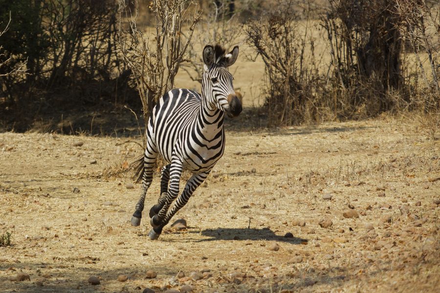 Zebra delle pianure