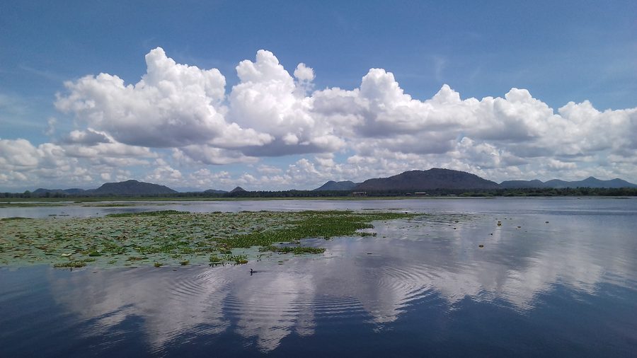 Lago Tissa Wewa presso Tissamaharama con ninfee e un cormorano che nuota