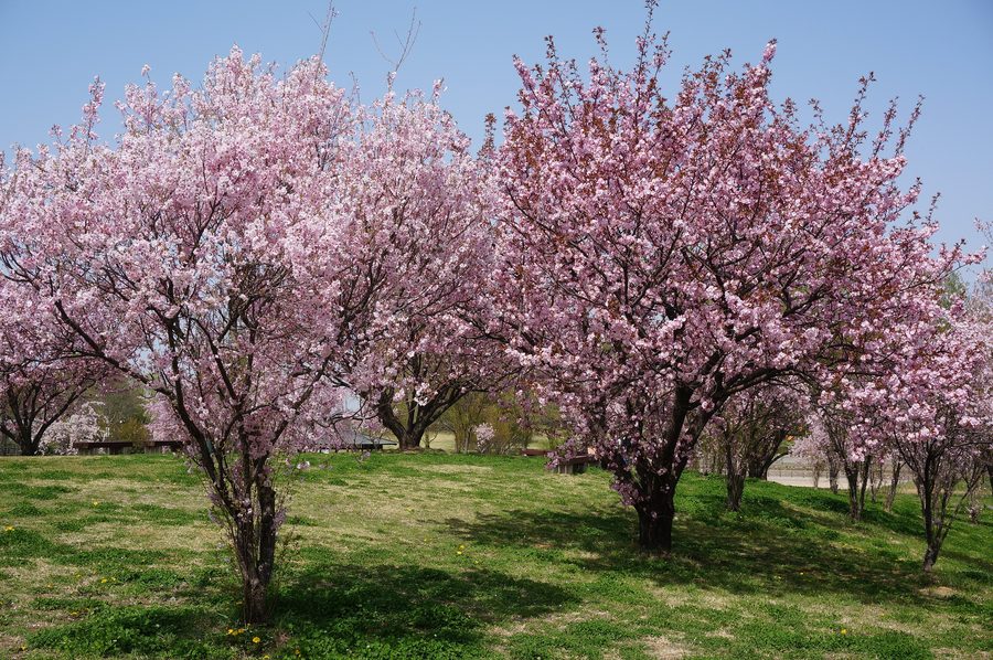 Fioritura dei ciliegi di Kumagai in piena fioritura al Beppunuma Park nella città di Kumagaya