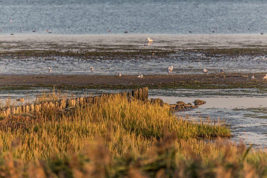Antica fila di pennelli di protezione nella laguna salmastra del Beltringharder Koog