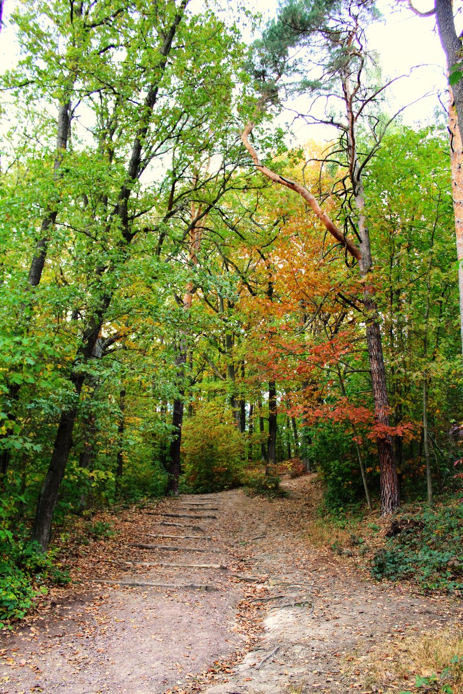 Weg zum Kolkturmberg in der Dölauer Heide