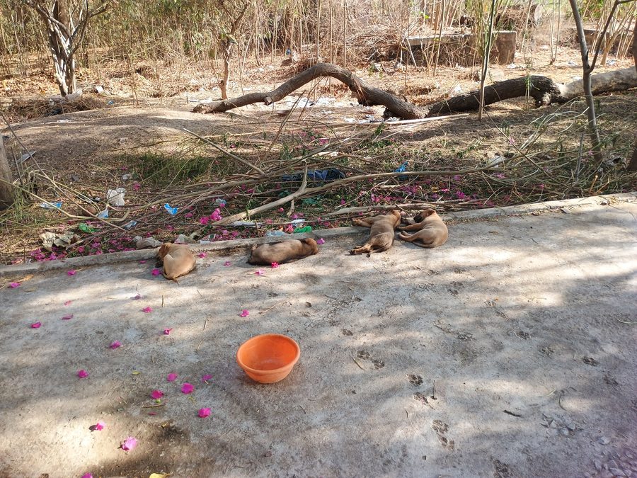 Shankar-Aashram-Nilkanth-Mahadev-Tempel in Morbi, Gujarat