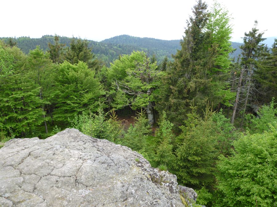 Blick vom Breitenauriegel über den umliegenden Baumbestand im Naturpark Bayerischer Wald
