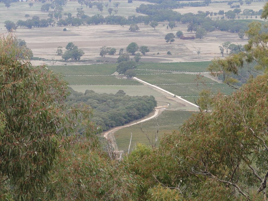 Vigneti vicino ad Avoca, Victoria, con vista dai Pyrenees Ranges
