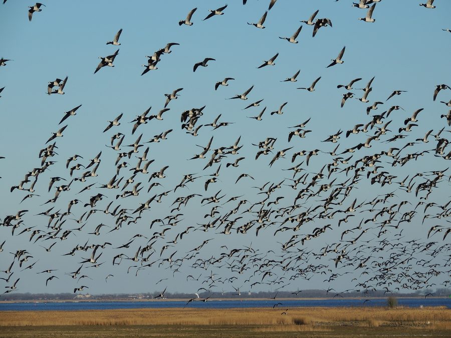 Oche facciabianca nel Parco nazionale Lauwersmeer presso Ezumakeeg