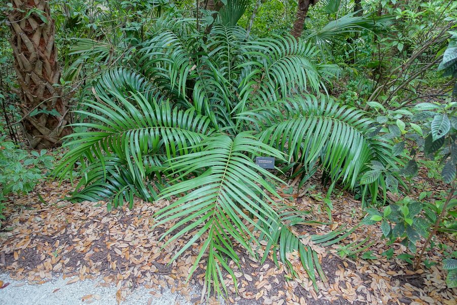 Esemplare botanico nel McKee Botanical Garden a Vero Beach
