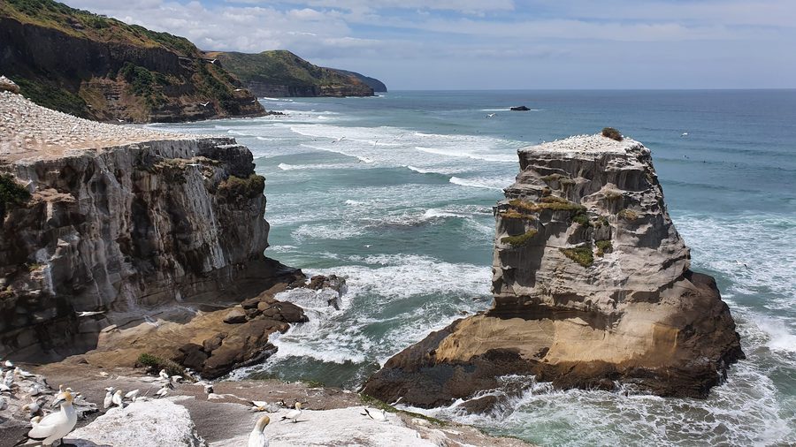Colonia di sule australiane sulla costa di Muriwai
