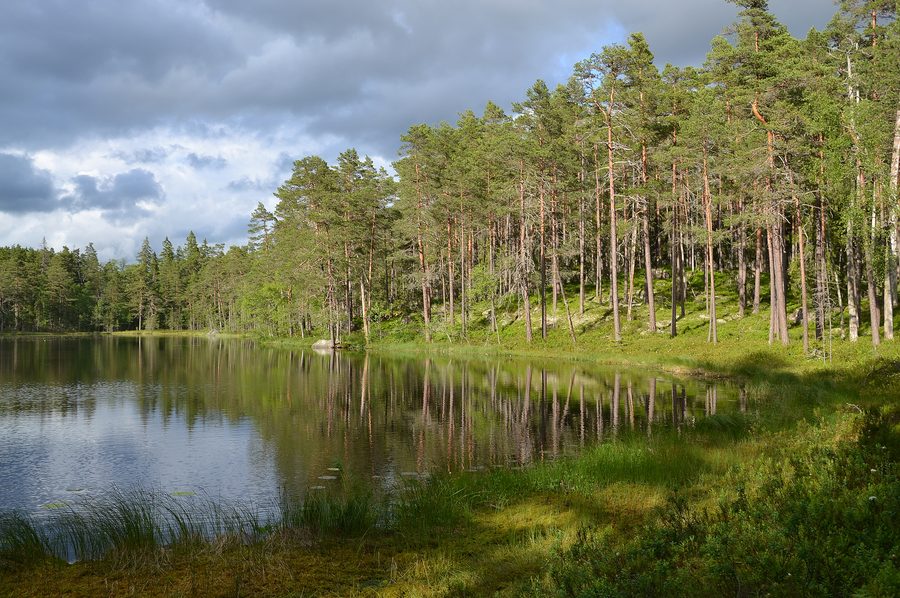 Paesaggio nel Parco nazionale di Norra Kvill in Svezia