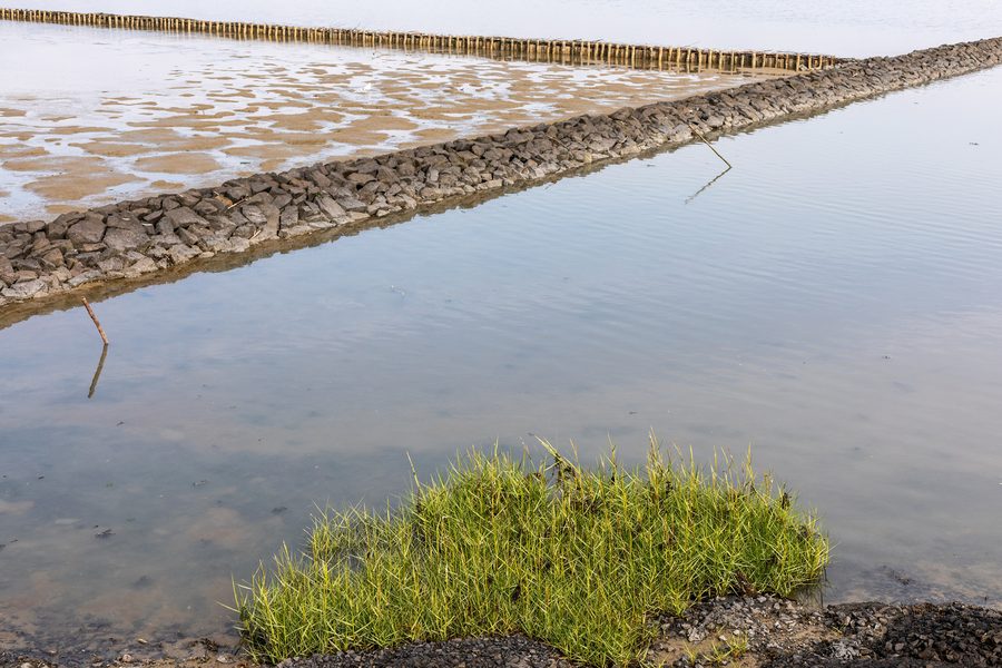 Schlickgras im Wattenmeer östlich von Bensersiel in Niedersachsen