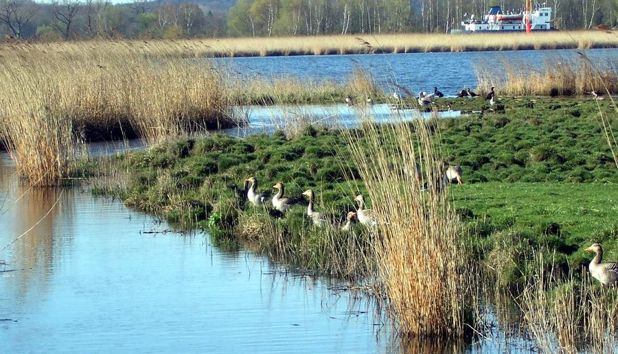 Vista sulla Große Lagune dello Schellbruch con oche selvatiche grigie e cormorani