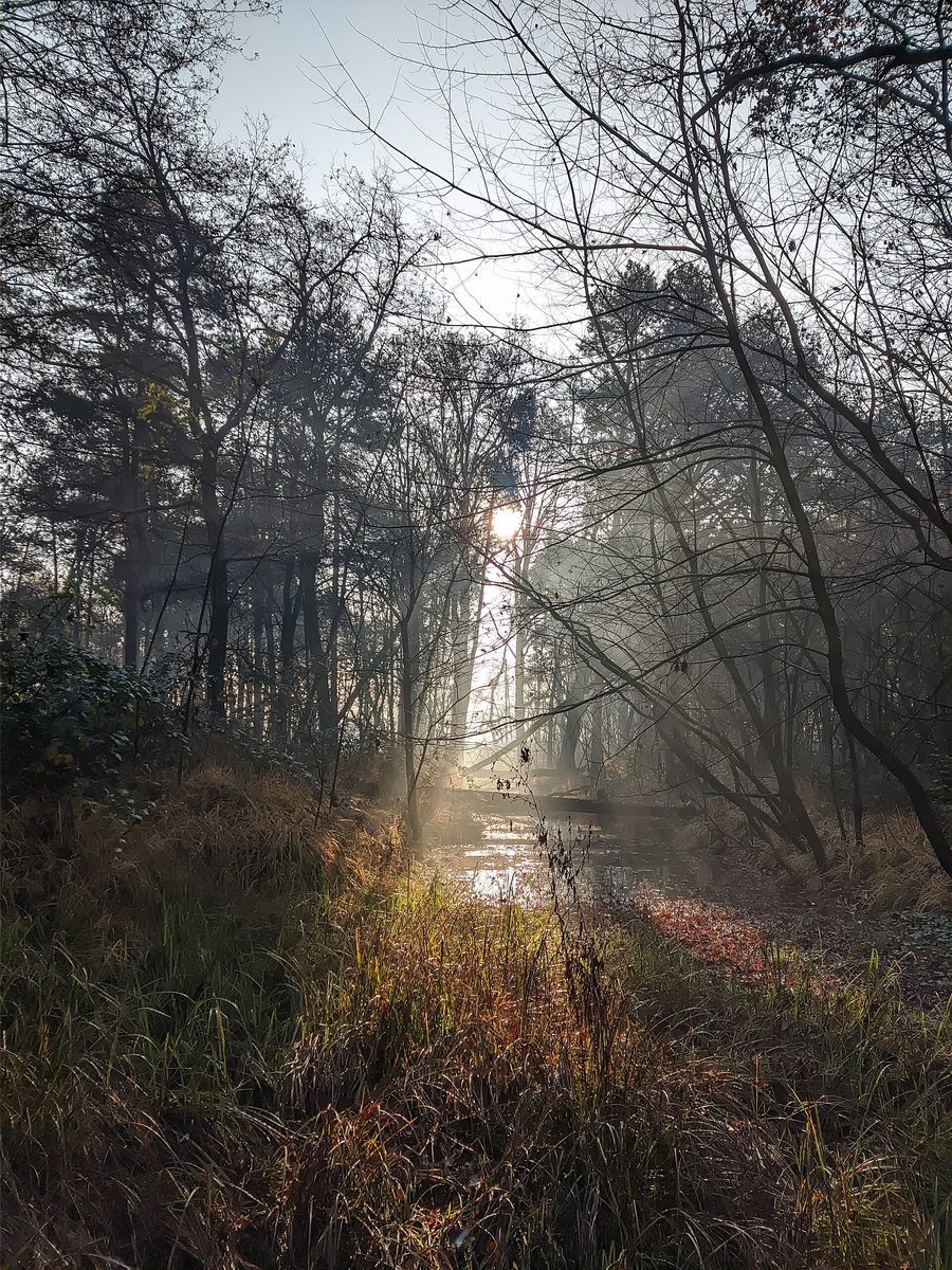 Sonnenlicht zwischen den Bäumen im Parco delle Groane