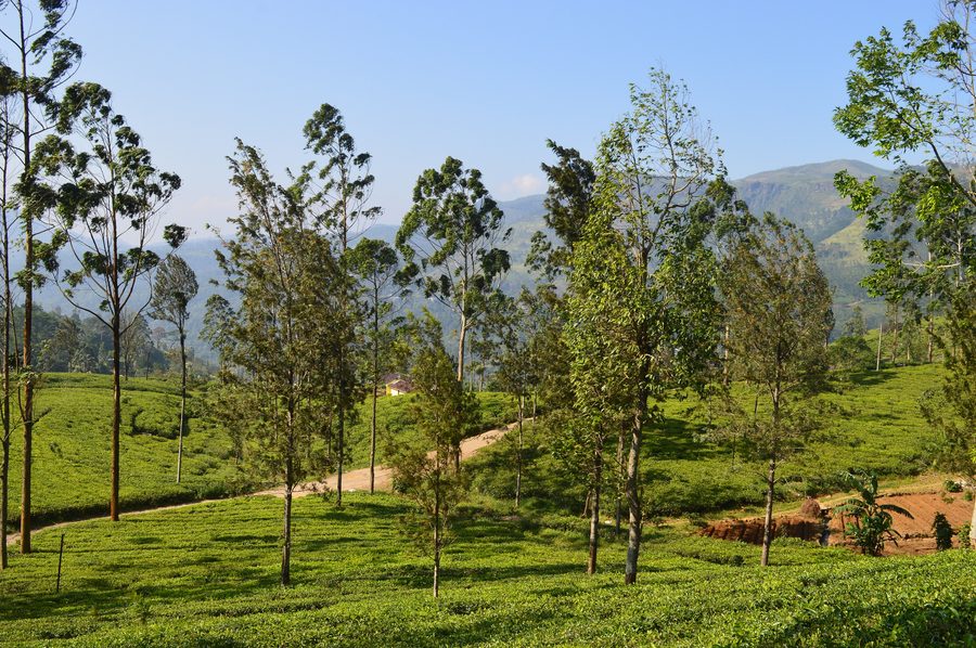 Paesaggio collinare nell’altopiano dello Sri Lanka