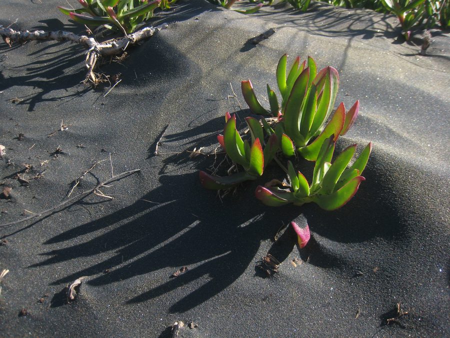 Pianta del ghiaccio nelle dune di sabbia dietro Muriwai Beach