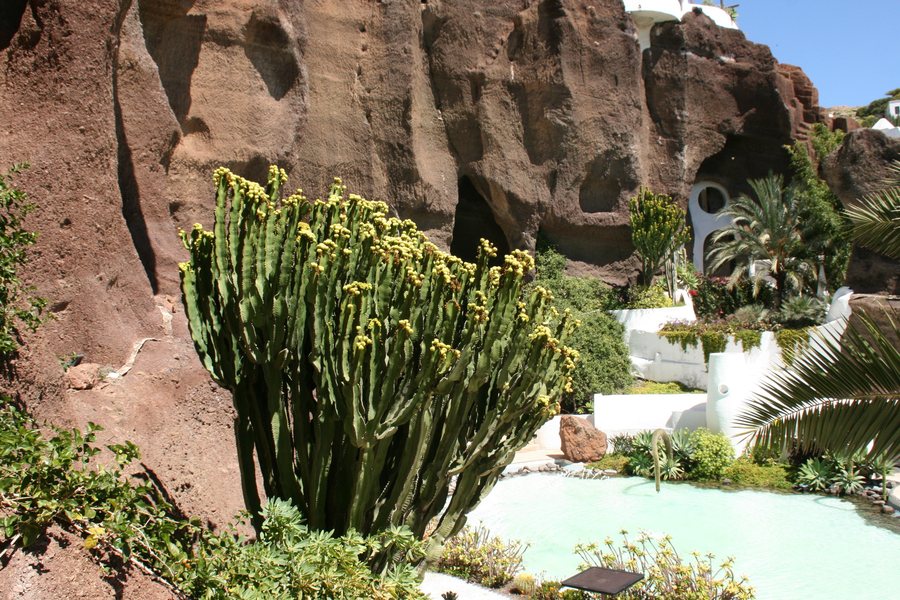 File:Teguise Nazaret - Calle Los Loros - Lagomar - Euphorbia abyssinica 01 ies.jpg
