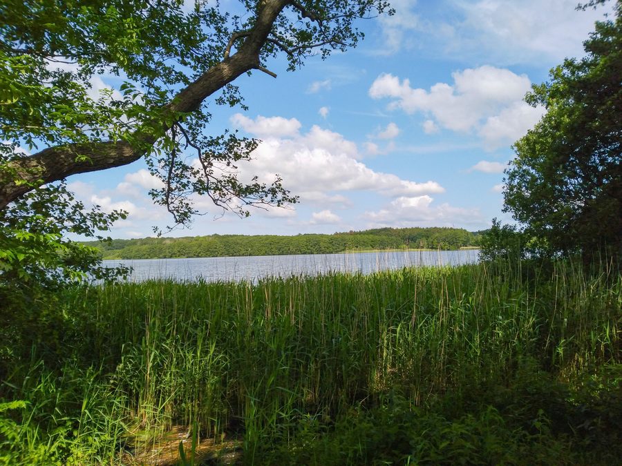 Blick vom Südufer des Bistensees auf das Nordufer