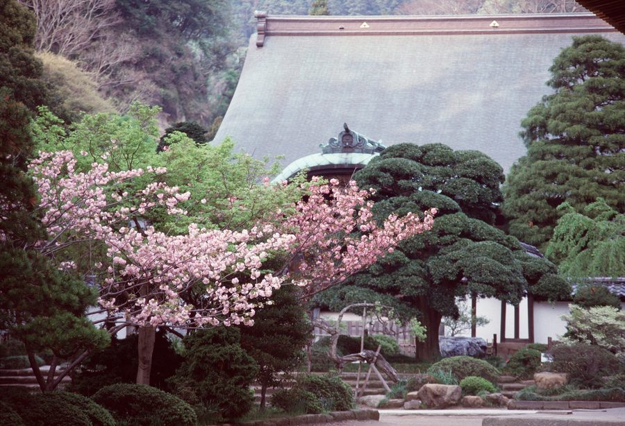 Giardino di un tempio giapponese con stagno e vegetazione rigogliosa