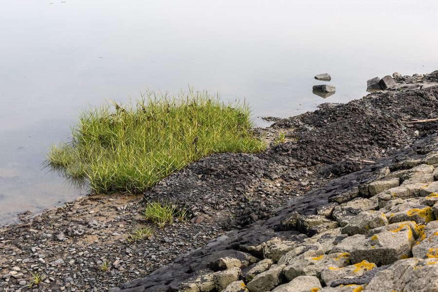 Wattenmeer östlich von Bensersiel bei Esens mit Schlickgras