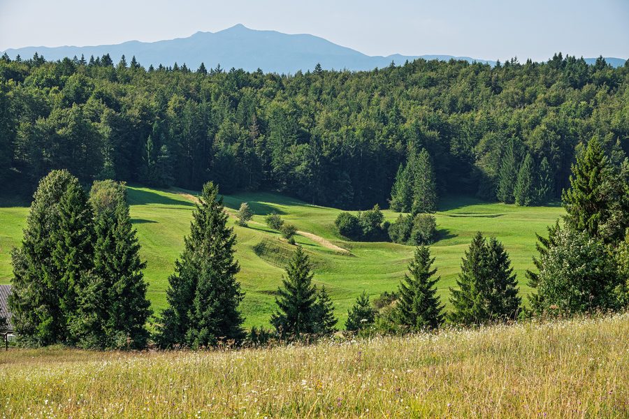 Meadows and forest on the Bloke Plateau in Slovenia