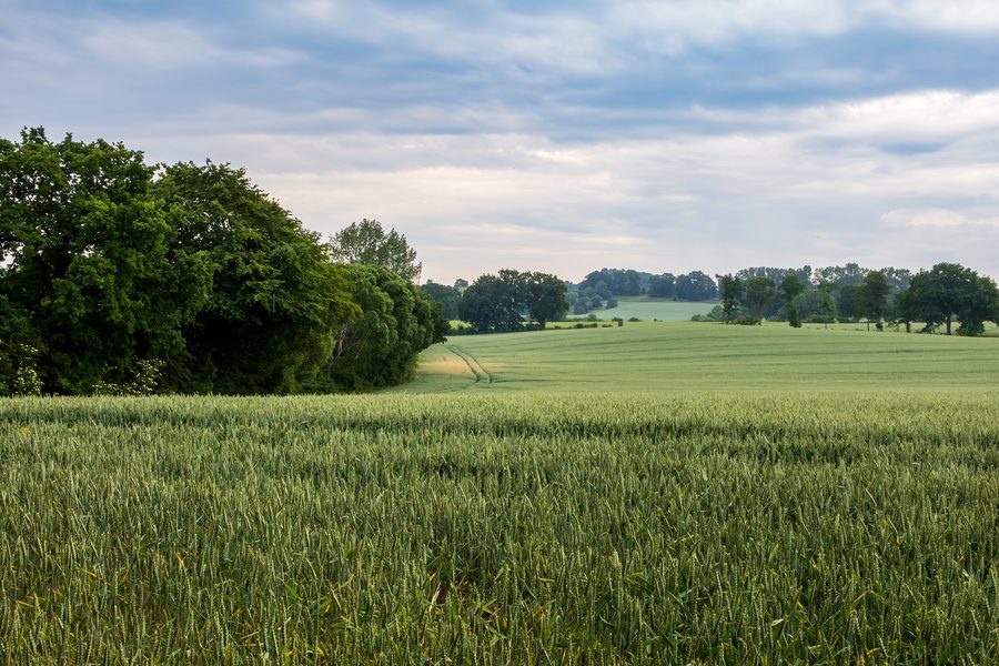 Landschaft am Windebyer Noor bei Windeby
