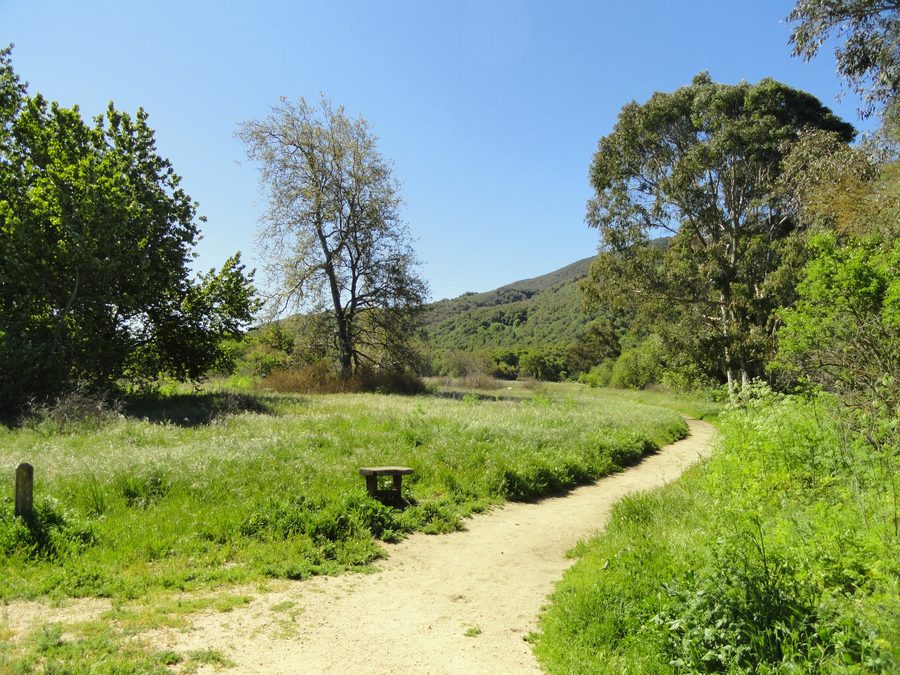 Sentiero escursionistico attraverso un bosco di querce al Garland Ranch Regional Park a Carmel Valley