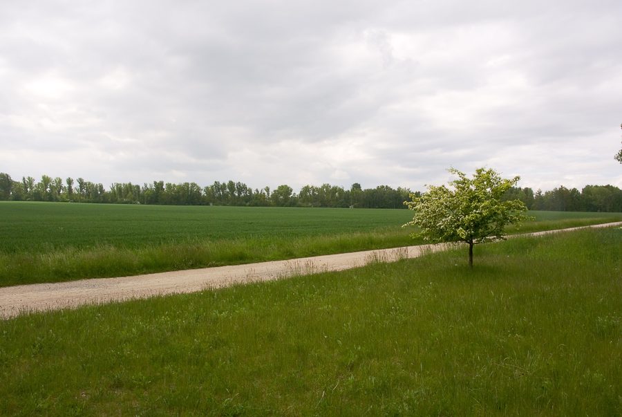 Paesaggio intorno alla cava residua Zechau nell’Altenburger Land