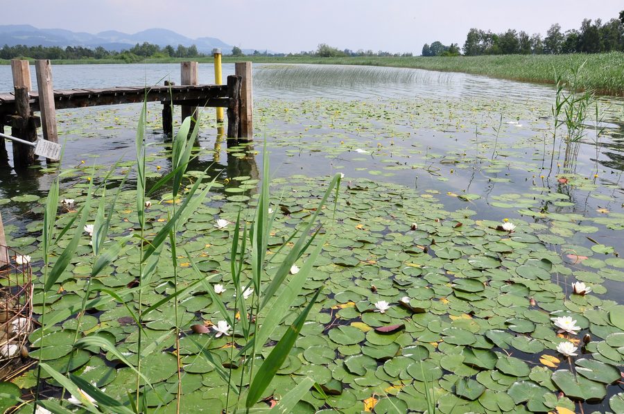 Zona di canneti sulla riva del Pfäffikersee presso Seegräben
