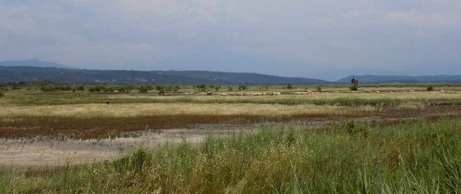Pecora nelle aree umide delle saline di Ulcinj